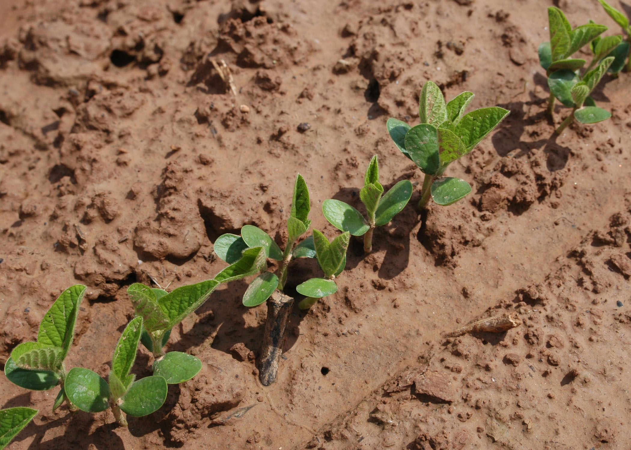 emerging soybeans.JPG thumbnail